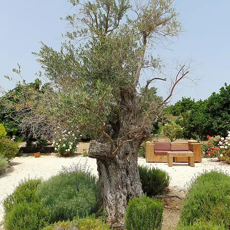 Golden Valley * Skoulli